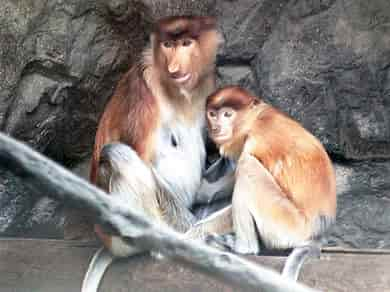 動物図鑑・テングザル